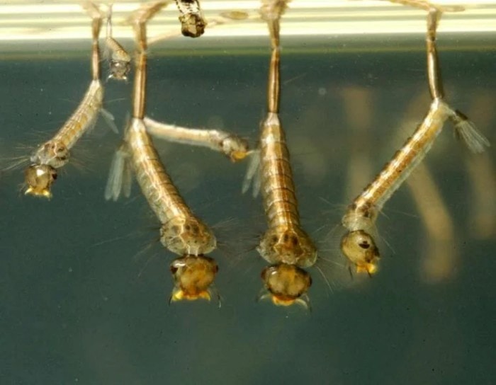 A Close-Up of Mosquito Larvae