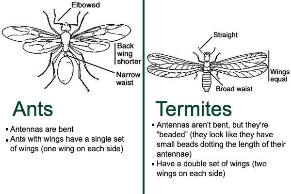 Comparing ant and termite wings and antenna
