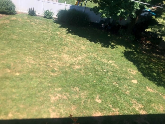 Chinch bug damage